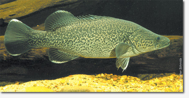 murray darling fish